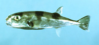 Lagocephalus laevigatus, Smooth puffer: fisheries