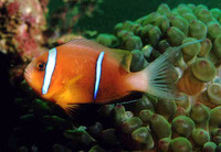 Amphiprion omanensis, Oman anemonefish: