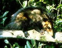 Image of: Didelphis aurita (big-eared opossum)