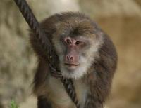 Image of: Macaca thibetana (Père David's macaque)