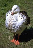 Chloephaga melanoptera - Andean Goose