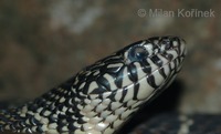Lampropeltis getula floridana - Florida King Snake