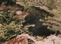 Black Partridge - Melanoperdix nigra
