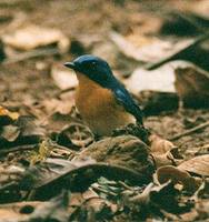 Tickell's Blue Flycatcher - Cyornis tickelliae
