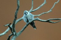 Black faced Woodswallow