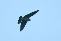 Band-tailed Nighthawk - Nyctiprogne leucopyga