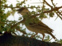 Donaldson-Smith's Sparrow-Weaver - Plocepasser donaldsoni