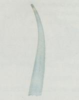 잔줄반투명뿔조개(신칭)