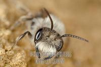 wild bee ( Andrena vaga ) stock photo