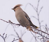 Just one of the Waxwings that have spent the last couple