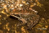 : Rana iberica; Iberian Frog