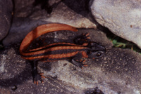 : Tylototriton kweichowensis