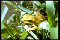 : Frog