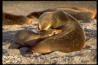 : Zalophus californianus wollebakei; Galapagos Sea Lion