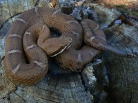 : Crotalus willardi willardi; Ridge-nosed Rattlesnake