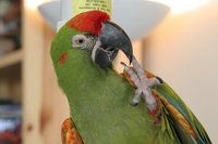 Red Fronted Macaw (Ara rubrogenys)
