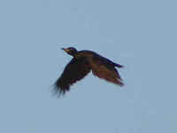 A Black Woodpecker in flight, oddly over the golf course at Falsterbo,