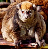 Aloatran Gentle Lemur or Bandro Hapalemur Griseus Aloatrensis