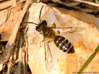 Andrena gravida