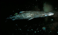 Somniosus microcephalus, Greenland shark: fisheries, gamefish