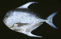 Taractichthys longipinnis, Bigscale pomfret: fisheries