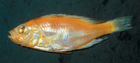 Haplochromis eduardii, :