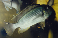 Simochromis babaulti, : aquarium