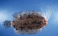 Samaris cristatus, Cockatoo righteye flounder: fisheries