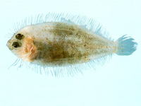 Psettina gigantea, Rough-scaled flounder: