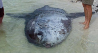 Masturus lanceolatus, Sharptail mola: