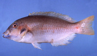 Choerodon vitta, Redstripe tuskfish: