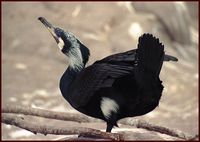 Phalacrocorax carbo - Cormorant