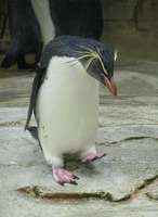 Eudyptes schlegeli - Royal Penguin