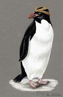 Image of: Eudyptes chrysolophus (macaroni penguin)