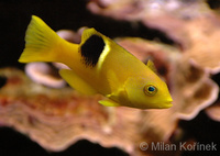 Bodianus perditio - Golden-spot Hogfish