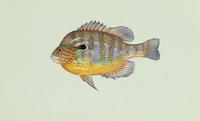 Image of: Lepomis megalotis (longear sunfish)