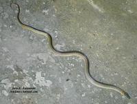 Image of: Liophis melanotus (Shaw's black-backed snake)