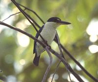 Talaud Kingfisher - Todiramphus enigma