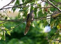 Dusky Cuckoo Dove - Macropygia magna