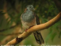 Bar-shouldered Dove - Geopelia humeralis