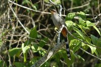 Hispaniolan Lizard-Cuckoo - Saurothera longirostris