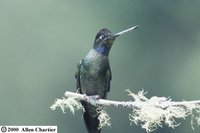 Magnificent Hummingbird - Eugenes fulgens