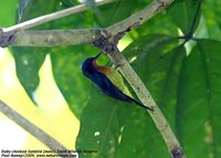 Ruby-cheeked Sunbird - Chalcoparia singalensis