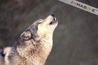 Grey or Timber Wolf (Canis lupus) photo