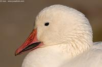 004226 - Anser caerulescens (Snow goose)