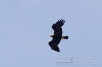 iberiaørn / spanish imperial eagle (Aquila adalberti)