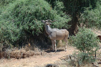 : Tragelaphus imberbis; Lesser Kudu