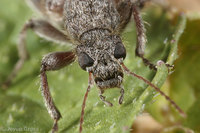 : Retocomus sp.
