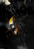 : Nephila madagascariensis; Golden Orb Spider