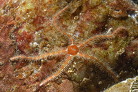 : Ophiothrix spiculata; Spiny Brittle Star